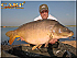 UK carp angler, fish are getting better! The first 40, but not for long..